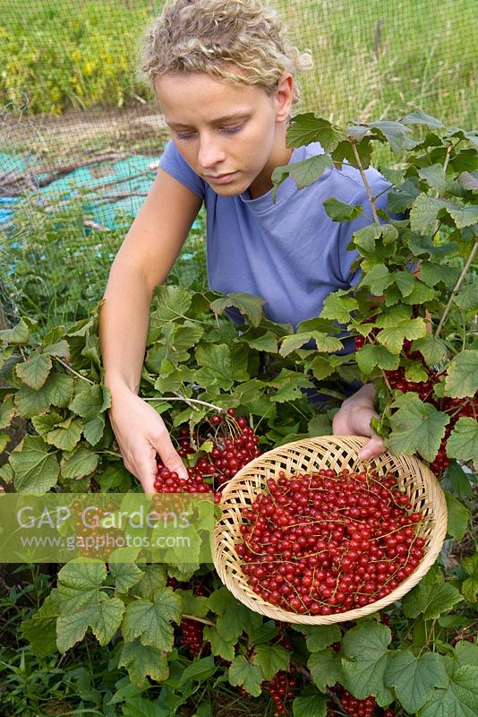 Woman picking redcurrants, Redcurrant Red Lake 