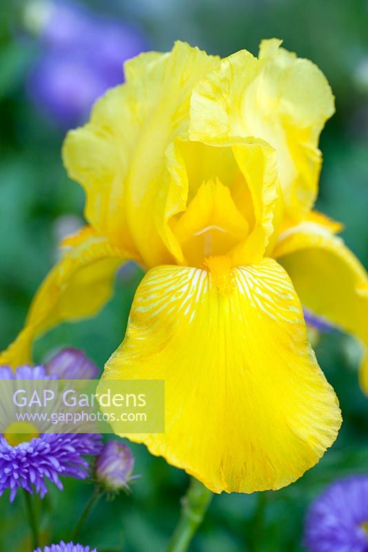 Iris 'Berkeley Gold' with Erigeron 'Lilofee' - Bearded Iris and Fleabane, June