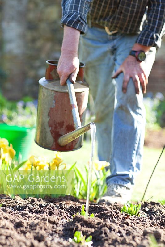 Gardener watering freshly Helenium plants in April