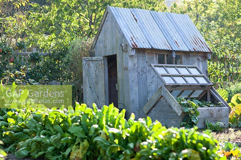 Wooden garden shed in the vegetable garden with Spinach growing in the foreground - RHS Garden Rosemoor, Great Torrington, Devon