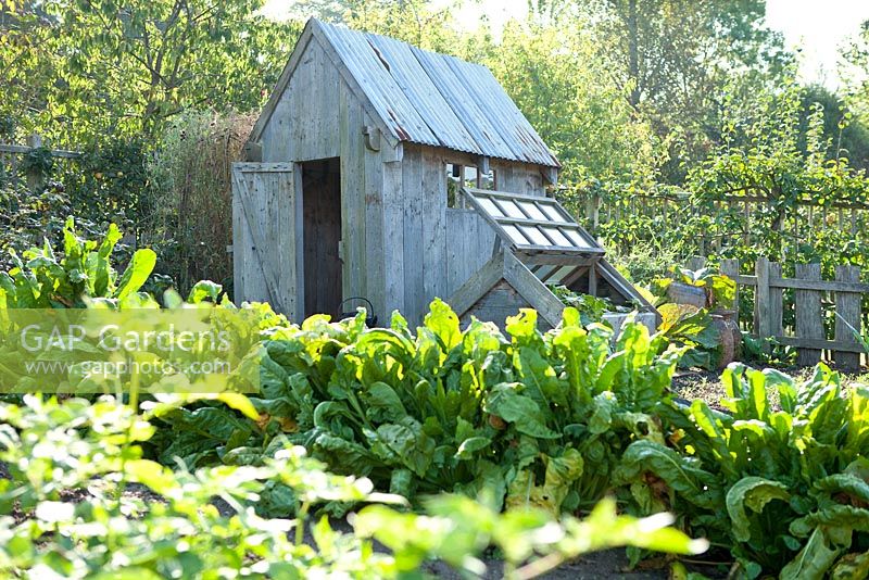 Wooden garden shed in the vegetable garden with Spinach growing in the foreground - RHS Garden Rosemoor, Great Torrington, Devon
