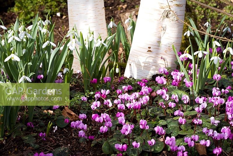 Cyclamen coum and  Galanthus nivalis growing at the base of Betula utilis var. jacquemontii - Silver Birch
