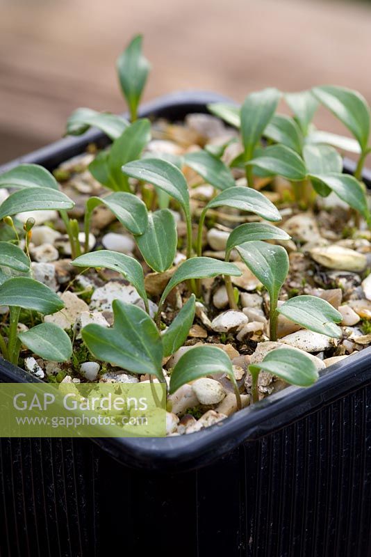 Hellebore orientalis seedlings sown into a plastic pot
