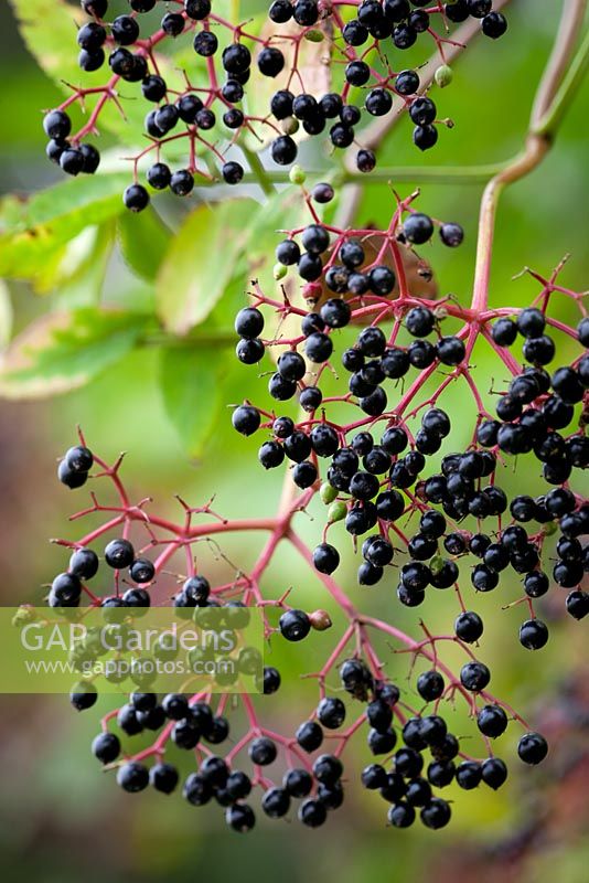 Black berries of Sambucus nigra - Common Elderflower or Elderberry