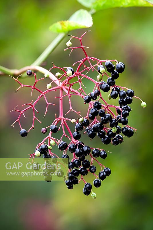 Black berries of Sambucus nigra - Common Elderflower or Elderberry
