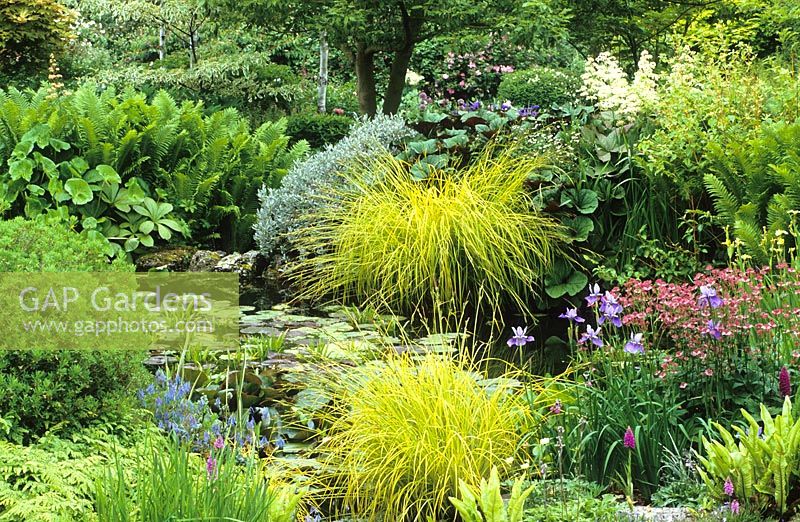 The upper pond at Glen Chantry. Planting includes Carex elata 'Aurea', Iris sibirica 'Placid Waters', Ligularia 'Desdemona' 