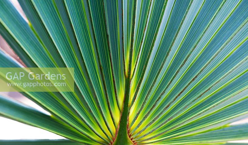 Brahea Armata - Mexican Blue Palm leaf pattern