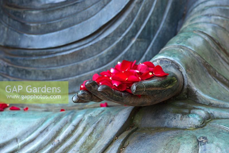 Red rose petals on a large garden buddha hand