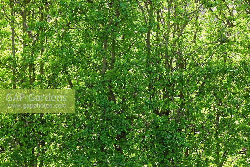 New fresh green leaves of Crataegus monogyna - Hawthorn hedge in spring