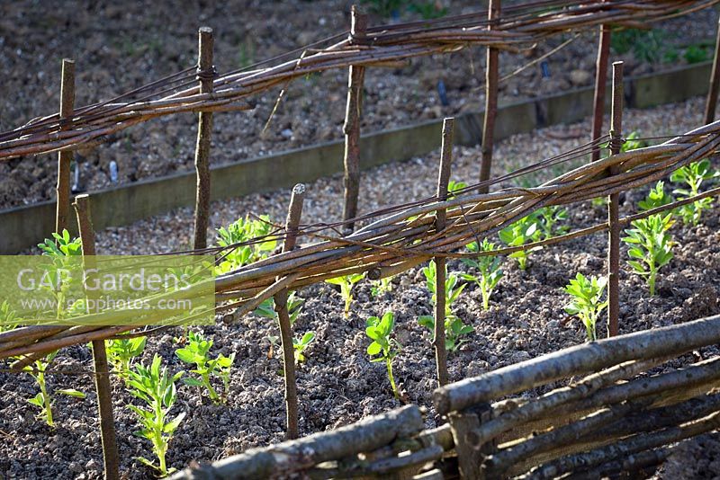 Woven hazel support framework for newly planted young Broad Beans plants at Perch Hill