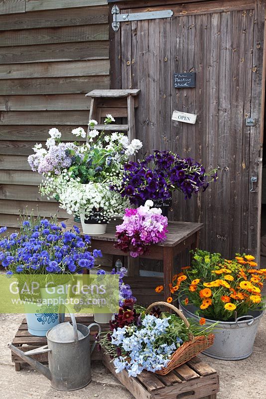 Display of flowers outside the packing shed, in buckets, baskets and   galvanised tubs on apple crates -  Calendula officinalis - Pot marigold, Salpiglossis 'Kew Blue', Campanula lactiflora 'Anna Loddon', Cornflower 'Blue Ball', Sweet Peas, DIll, Ammi majus - Green and Gorgeous