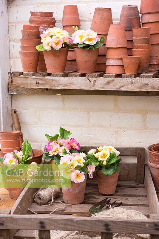 Primula Polyanthus in vintage terracotta pots with gardening utensils displayed in potting shed
