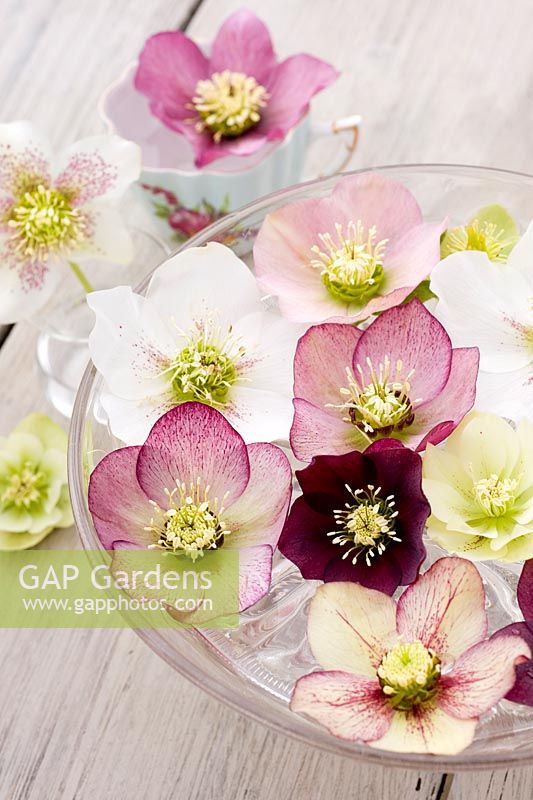 Hellebore flowers floating in vintage glass cake stand