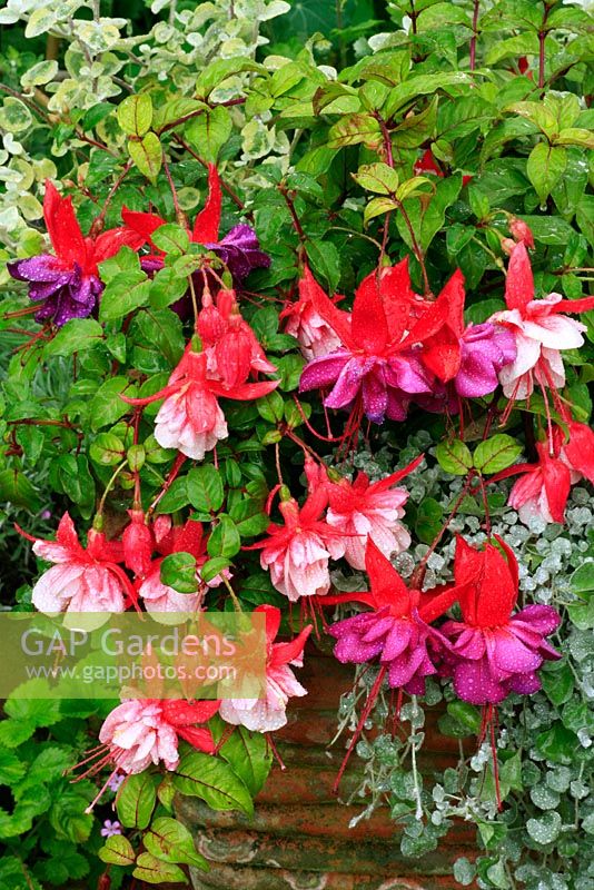 Large flowered Fuchsia 'Spion Kop' (double red and pink) with F. 'New Millennium' growing in a tall, ribbed terracotta pot with Dichondra 'Silver Falls'
