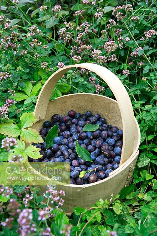Freshly picked Damsons in a steamed and bent wooden basket left in a bed of Marjoram