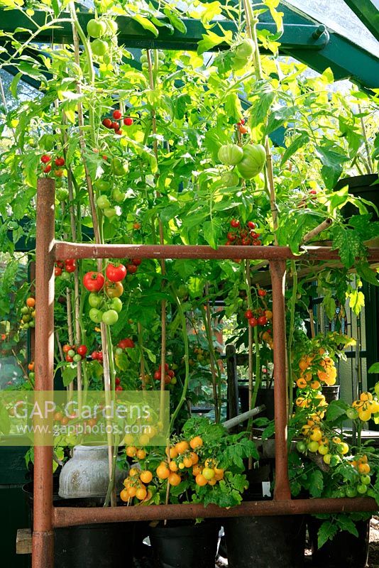 Ripening Tomatoes raised up on scaffold staging in a greenhouse and growing as dwarf bushes, single stemmed cordons trained up canes and tumbling varieties on the shelf above