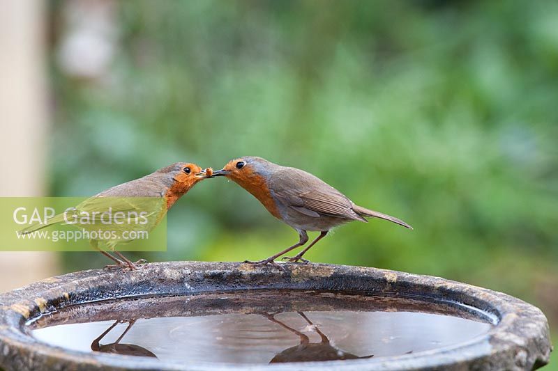Erithacus rubecula - Male Robin feeding female Robin a mealworm on a birdbath