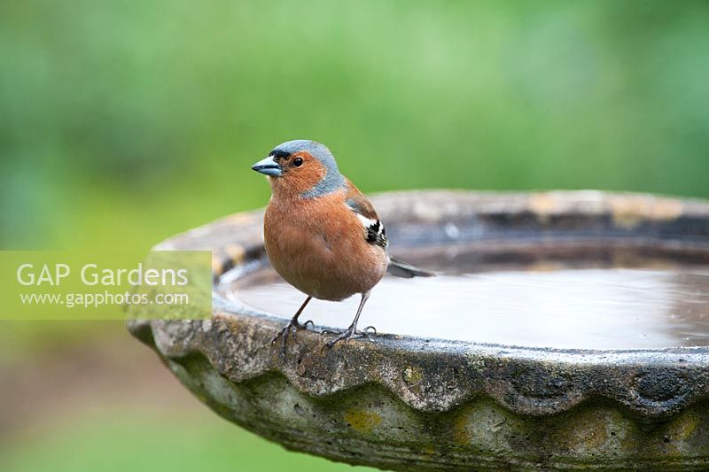 Fringilla coelebs - Male chaffinch on a garden bird bath