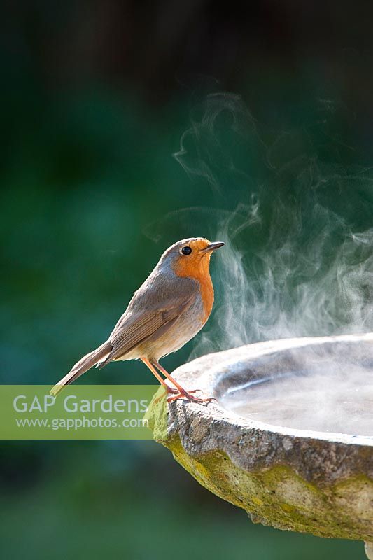 Erithacus rubecula - Robin on bird bath on a cold sunlit morning