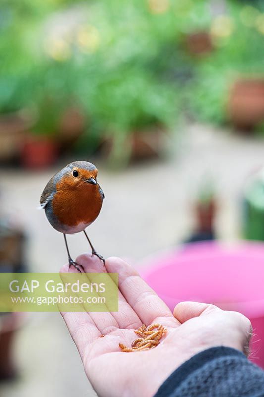 Erithacus rubecula - Robin feeding on mealworms from a mans hand
