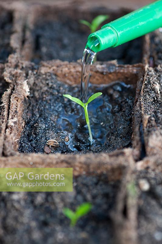 Pastinaca saliva - Watering parsnip seedlings