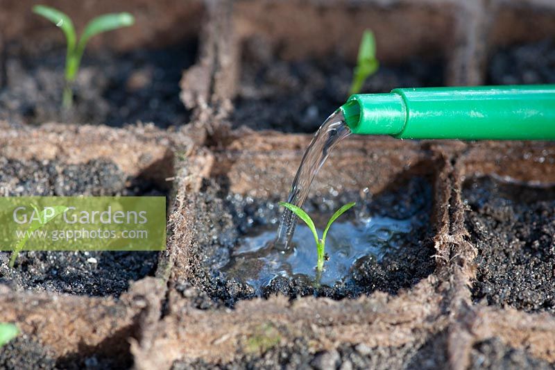 Pastinaca saliva - Watering parsnip seedlings