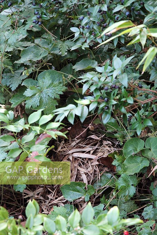 Hedgehog nest using fallen Bamboo Phyllostachys leaves 
