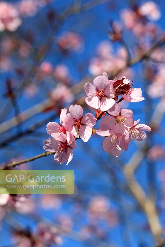 Prunus sargentii - Sargent's Cherry 