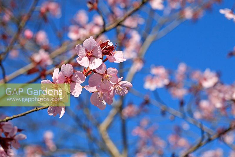 Prunus sargentii - Sargent's Cherry