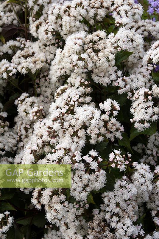 Eupatorium rugosum 'Chocolate' syn. Ageratina altissima - White Snakeroot