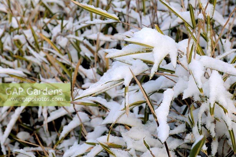 Pleioblastus variegatus syn. Arundianaria fortunei covered in snow