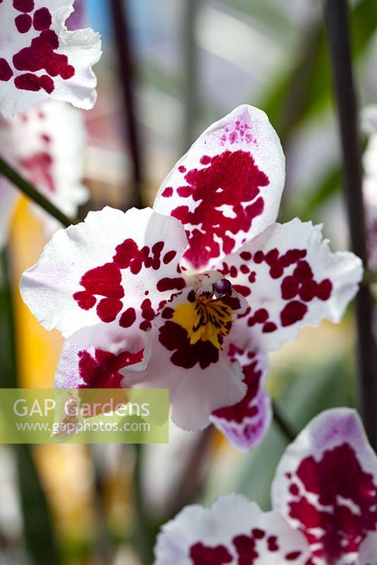 Odontoglossum - Cambria orchid