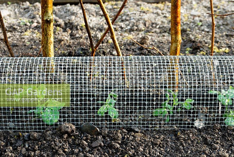Newly planted Pisum sativa, Pea 'Early Onward' growing under metal mesh to protect from mice.