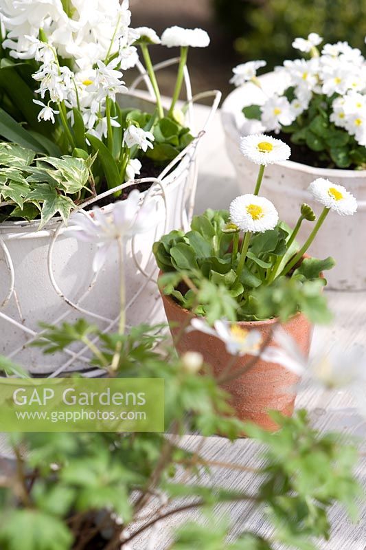 White themed spring containers including bellis perennis, hyacinths, scillas and primula