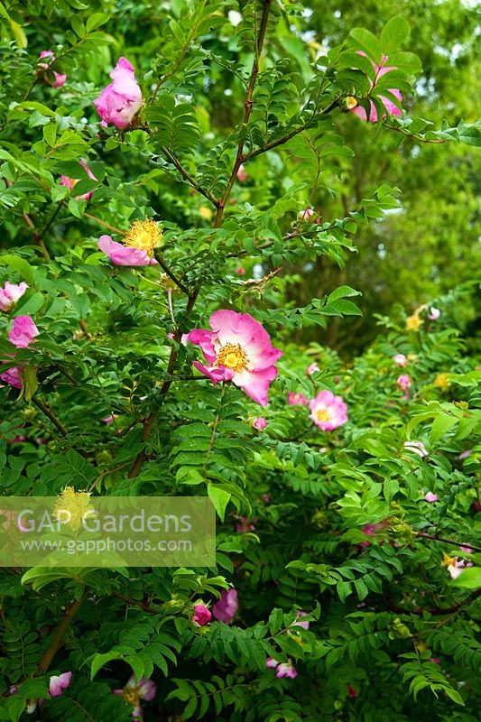 Rosa rubiginosa - Aulden Farm