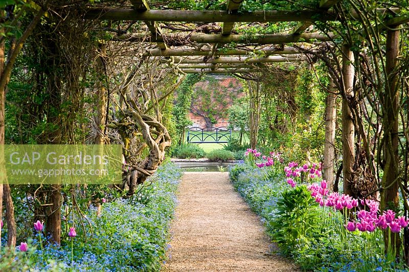 Pergola in the Walled Garden is underplanted with Tulipa 'Ballade' and Brunnera macrophylla, while later in the season it is covered with Rosa filipes 'Kiftsgate', Rosa 'Wedding Day', Rosa 'Alberic Barbier' and Wisteria - Rousham House, Bicester, Oxon, UK
