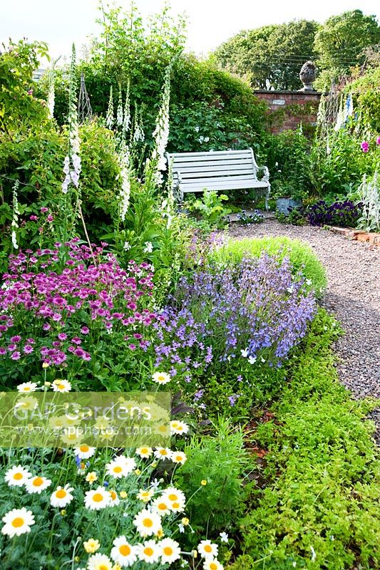 Border planted with Astrantia maxima, Nepeta, and white foxgloves with bench nearby - Mindrum, nr Cornhill on Tweed, Northumberland, UK