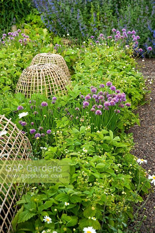 Bamboo cloches to protect vegetable plants in the potager surrounded by chives, strawberries, catmint and self seeded white foxgloves - Mindrum, nr Cornhill on Tweed, Northumberland, UK