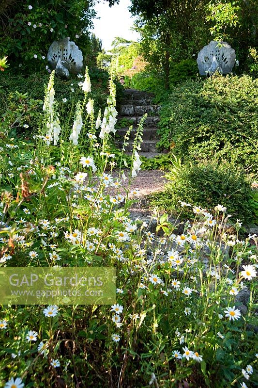 Self seeded white foxgloves and oxeye daisies with steps beyond framed with stone peacocks - Mindrum, nr Cornhill on Tweed, Northumberland, UK
