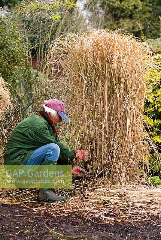 Man cutting back Miscanthus sinensis 'Morning Light' - Chinese Silver Grass with secateurs in early Spring
