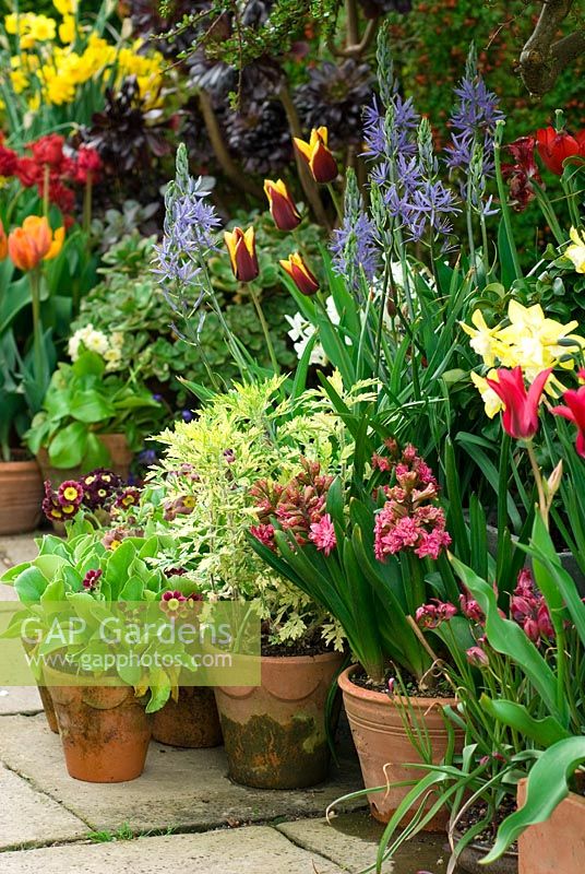 Display of spring flowering bulbs in containers by front door at Great Dixter in Sussex including Tulips, Daffodil, Primula auricula, Hyacinth, Camassia and Artemisia 'Limelight' in April
