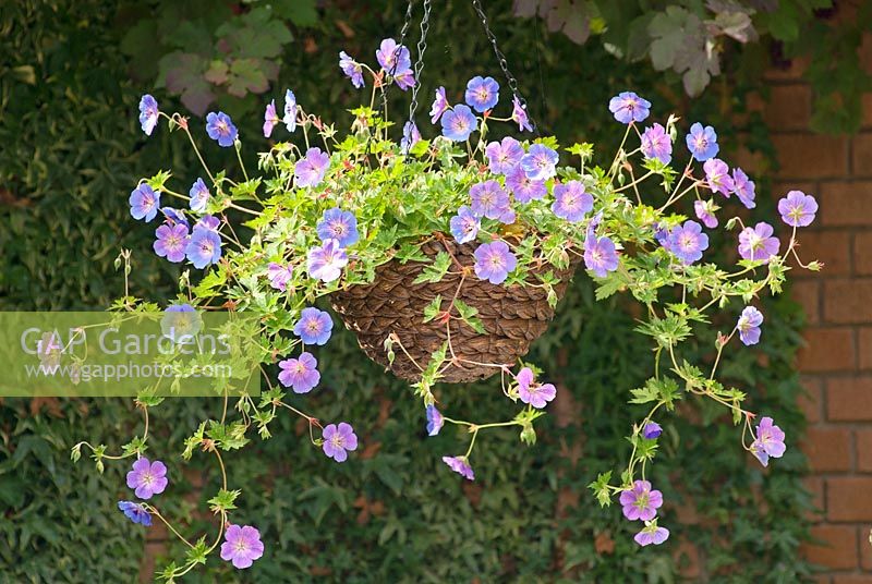 Geranium 'Rozanne' in hanging basket