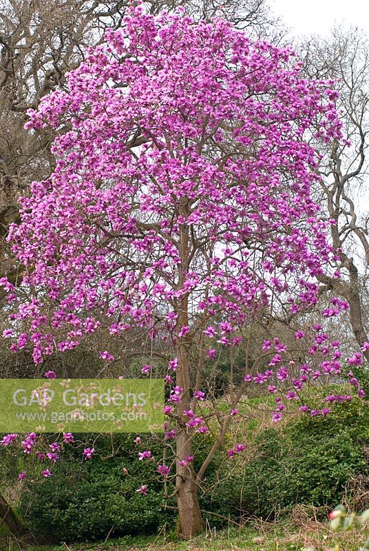 Magnolia campbellii subsp. mollicomata 