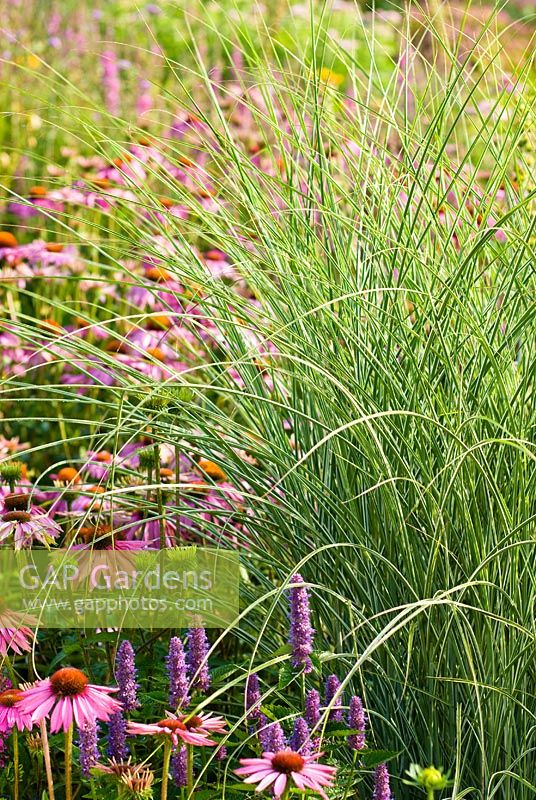Miscanthus sinensis 'Morning Light'- Chinese Silver Grass and Echinacea purpurea 'Magnus' Pink Coneflower 