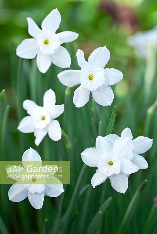 Narcissus rupicola subspecies watieri - Daffodil  