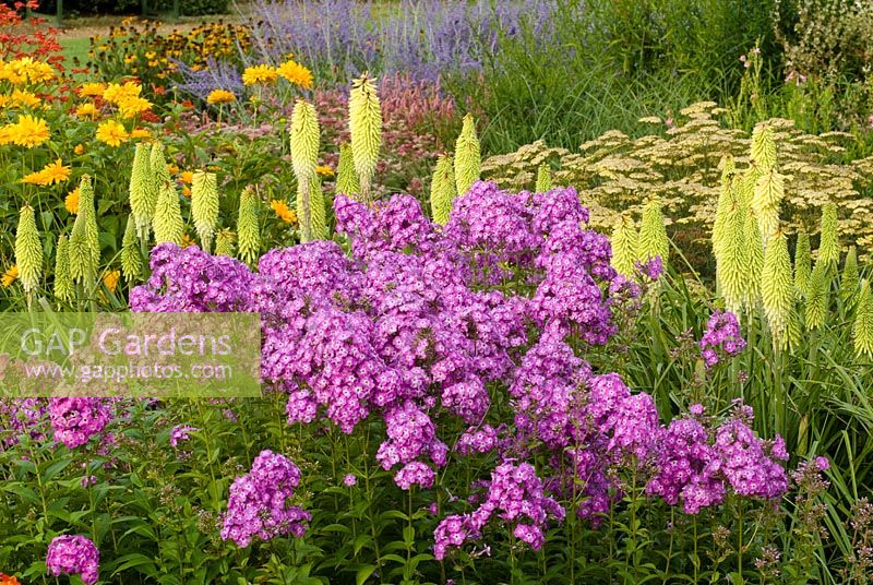 Phlox paniculata 'Branklyn' and Kniphofia 'Percy's Pride'Torch Lily,  Achillea 'Terracotta' Yarrow, Heliopsis 'Bressingham Dubloon' False Sunflower, Perovskia 'Blue Spire' - Russian Sage 