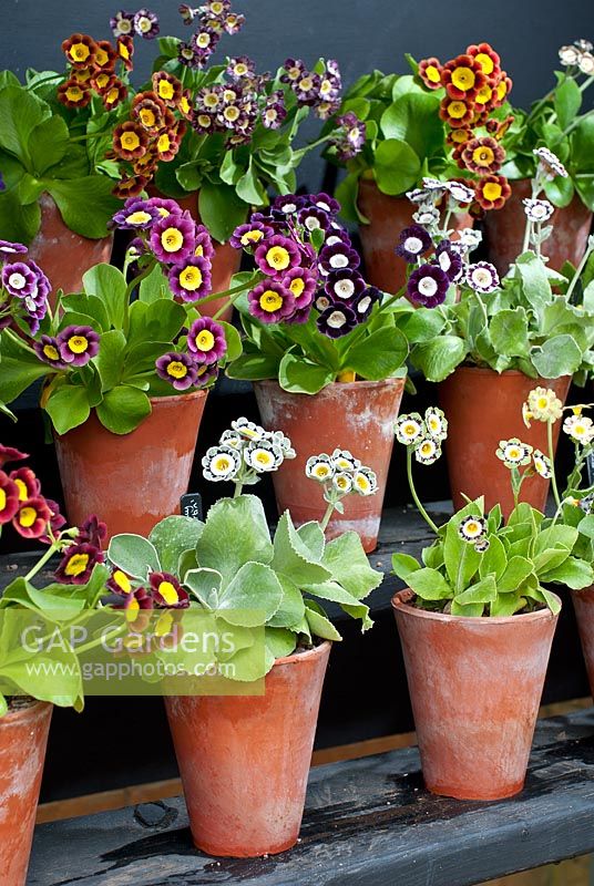 Primula auricula theatre. May, Perennials. Portrait of lots of different coloured auriculas in terracotta pots.