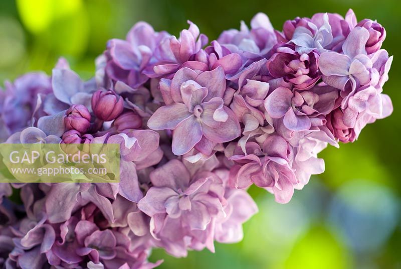 Syringa vulgaris 'Charles Joly' - Lilac in May