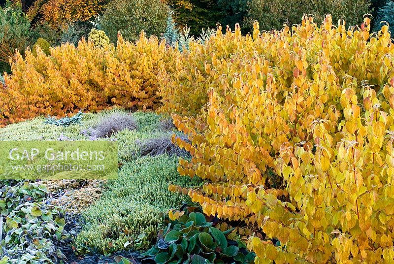 Cornus sanguinea 'Midwinter Fire' with Erica carnea  'Springwood White', Carex. Tenuiculmis and Bergenia 'Bressingham Ruby' in October - The Winter Garden, Bressingham Gardens, Norfolk, UK
