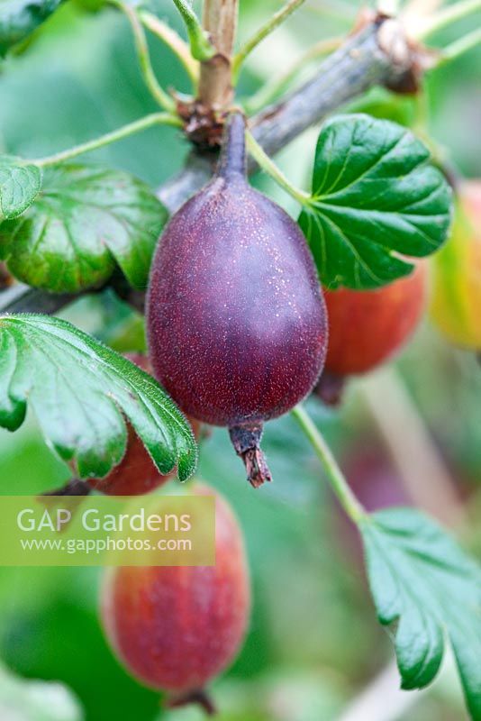 Ribes uva-crispa 'Rokula' - Gooseberries
